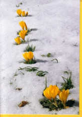 Faltkarten Blumen im Schnee, 5 Stück