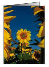 Faltkarten Sonnenblumen, 5 Stück