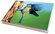Faltkartenbox Vögel, 4 Stück Faltkartenbox Vögel, 4 Stück