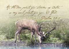 Postkarten "Psalm 42:1" - 5er Set