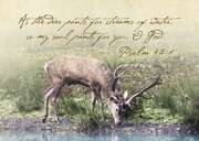 Jan Henkel - Postkarten "Psalm 42:1" - 5er Set Postkarten "Psalm 42:1" - 5er Set